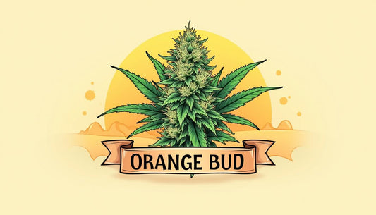 ORANSSI BUD CBD MAFRENCHWEED VALO
