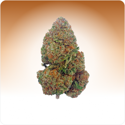 Partiotyttökeksit CBD