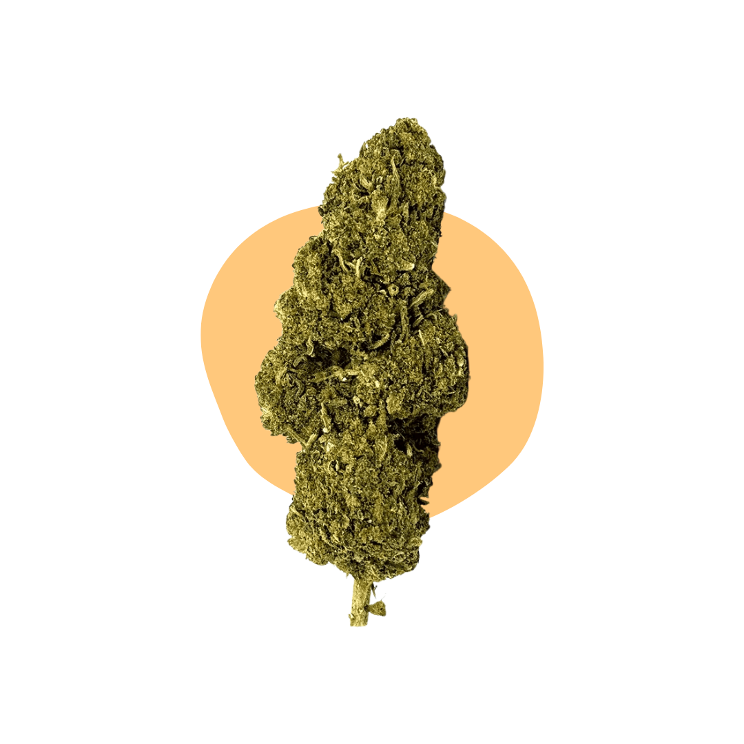 Mango Kush DELTA BZ10