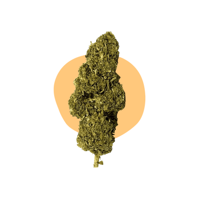 Mango Kush DELTA BZ10