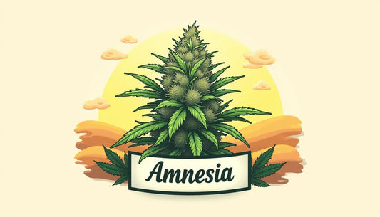 CBD AMNESIA MAFRENCHWEED VALO