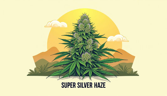 SUPER HOPEA HAZE CBD MAFRENCHWEED VALO