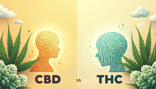 CBD vs. THC: Miten CBD voi auttaa sinua pääsemään eroon THC:n käytöstäsi?