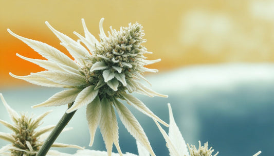 CBD:n trikomit: parempi suoja kasville